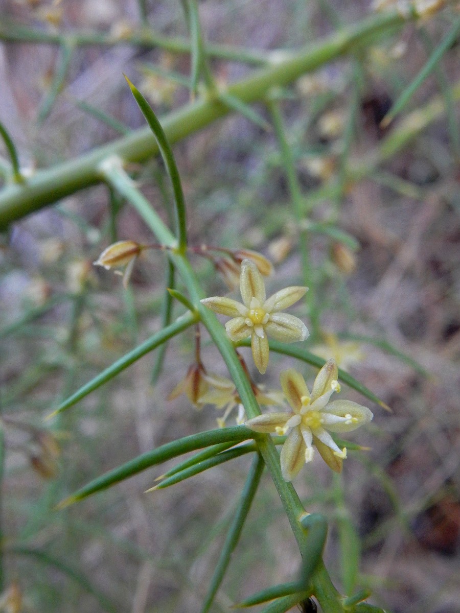 Asparagus horridus